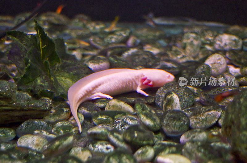 墨西哥蝾螈(Ambystoma Mexican)